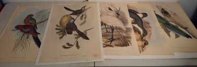JOHN GOULD PRINTS