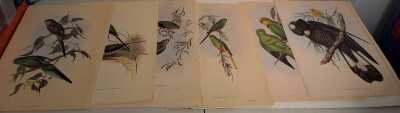 GOULD PARROT PRINTS