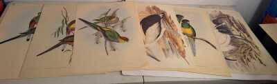 JOHN GOULD PRINTS