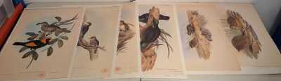 JOHN GOULD PRINTS