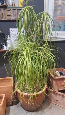 PONYTAIL PALM