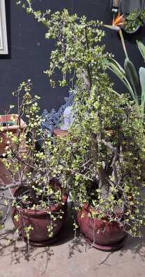 POTTED SUCCULENTS