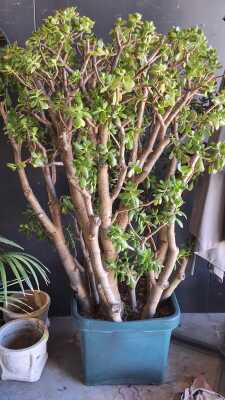 JADE TREE