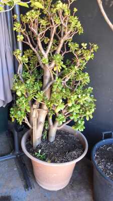 JADE TREE