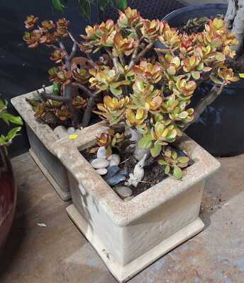 PLANTERS