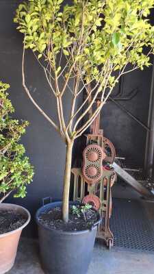 FICUS