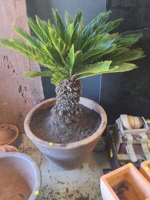 CYCAD IN POT