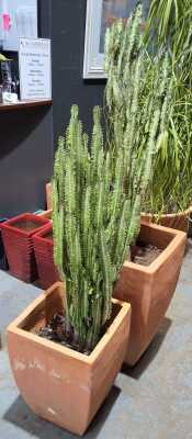 POTTED CACTI