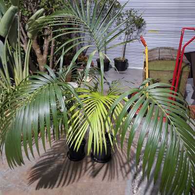 POTTED PALMS