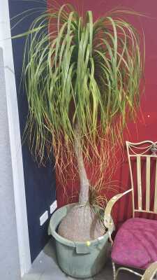 PONYTAIL PALM