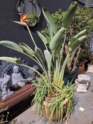 POTTED PLANT