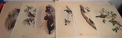 JOHN GOULD PRINTS