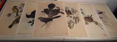 JOHN GOULD PRINTS