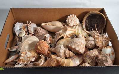 SEASHELLS