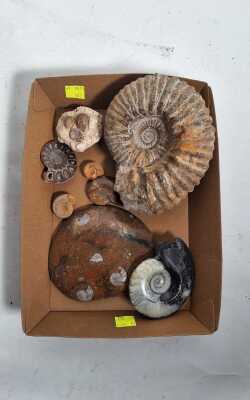 AMMONITES