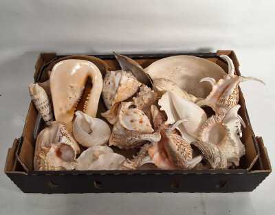 SHELLS