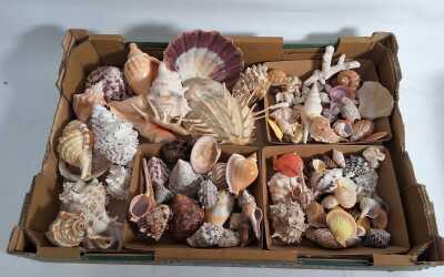 SEASHELLS