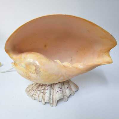 SHELL LAMP