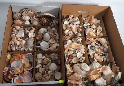SEASHELLS