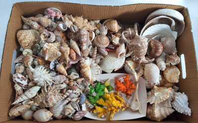 SEASHELLS