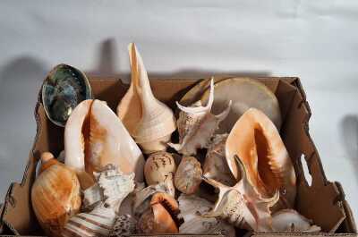 SEASHELLS