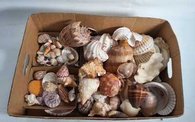 SEASHELLS