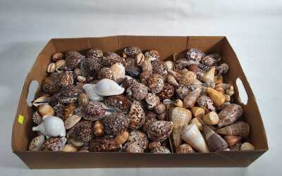 COWRIES & CONE SHELLS
