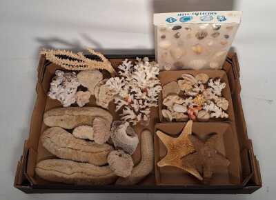 CORAL SPECIMENS