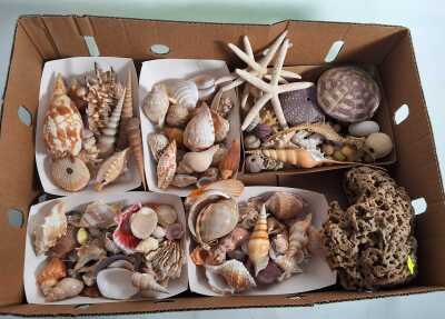 BEACHCOMBERS LOT
