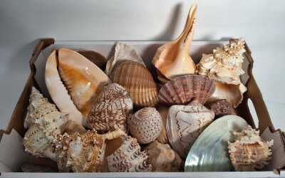 SEASHELLS