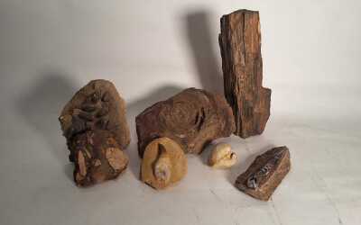 FOSSIL SPECIMENS
