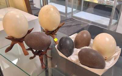 OSTRICH & EMU EGGS