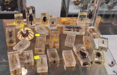 INSECT SPECIMENS