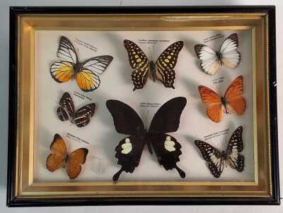 BUTTERFLIES