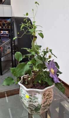 POTTED PLANT