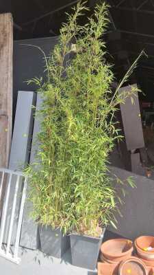 BAMBOO