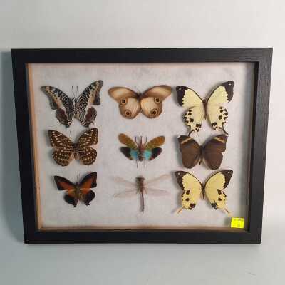 INSECT SPECIMENS