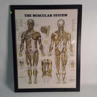 MEDICAL CHART