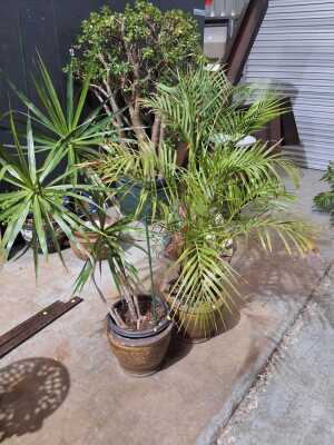 PALM PLANTS