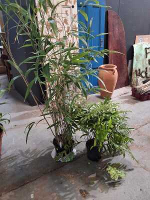 PLANTS