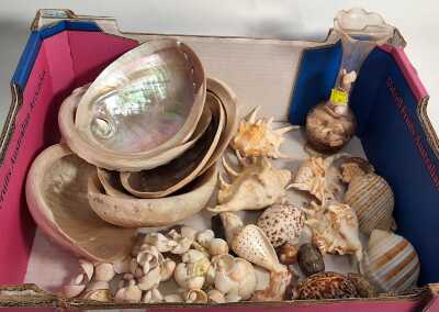 SEASHELLS