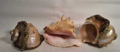 CONCH SHELLS