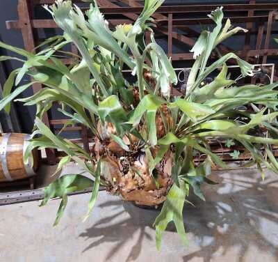 ELK HORN PLANT