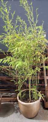 POTTED BAMBOO