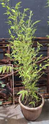 POTTED BAMBOO