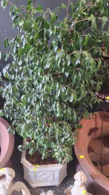 PLANT