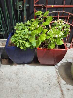 POTTED PLANTS