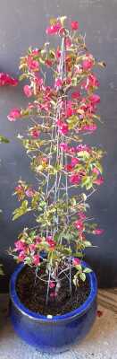 POTTED PLANT