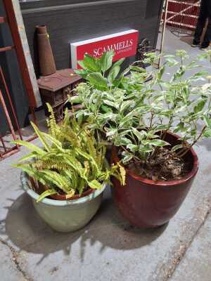 POTTED PLANTS