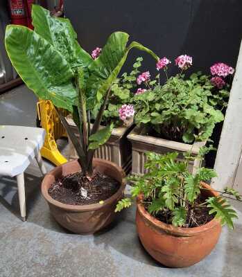PLANTS